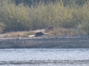 2012_sept-16-to-21-dan-patchett-pat-durocher-lorne-slack-22-hooked-8-landed-driftring-lower-kitimat 